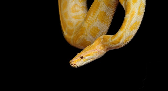 python+data+structure