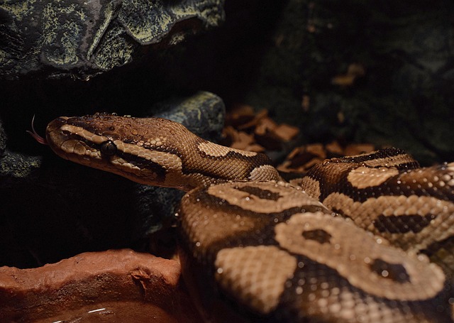 python+development+environment