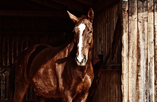 stable+diffusion+privacy