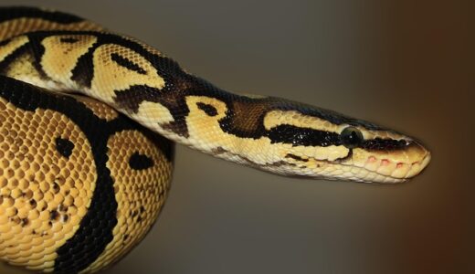 Python for文の基本から応用まで完全攻略ガイド