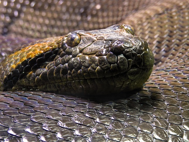 anaconda+python+installation