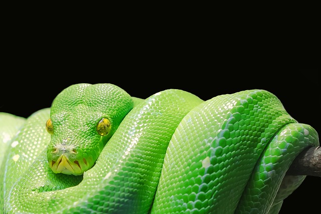 python+installation+mac