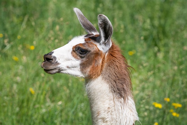 llama+implementation+technical