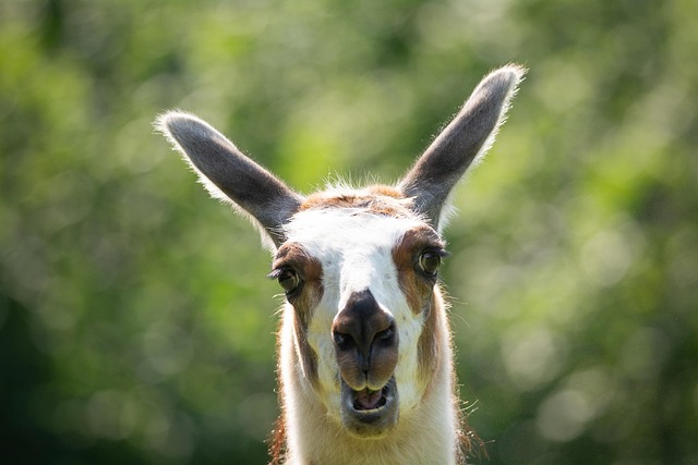 llama+ai+model