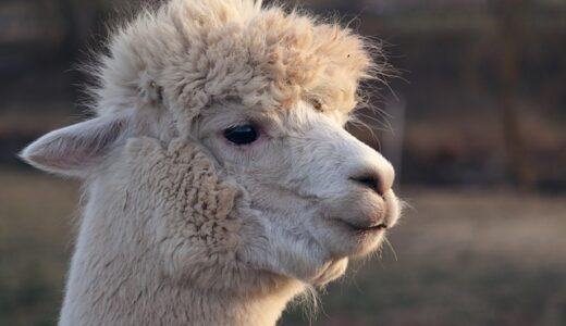 Llamaの全バージョン解説！使い方から日本語化まで完全ガイド