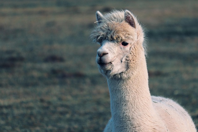 llama+ai+model