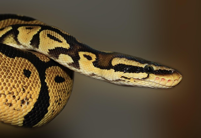 python+programming+code