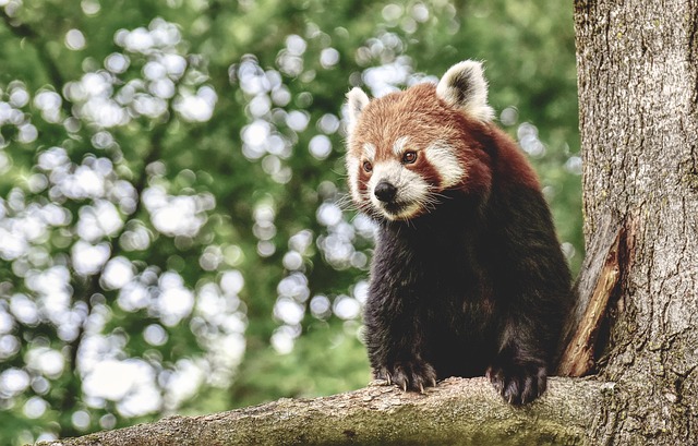 python+pandas+data
