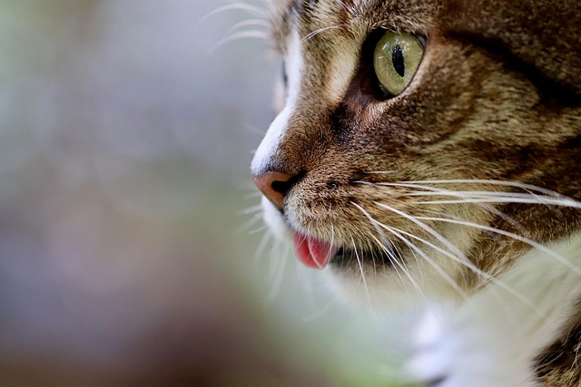 chatgpt+translation+cat