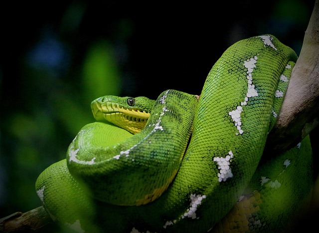 python+development+environment