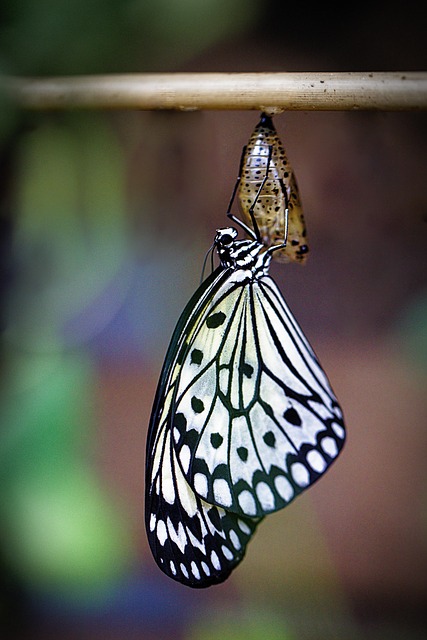 dx+transformation+governance