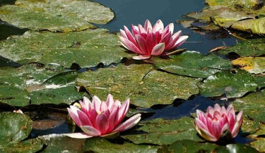 Claude Artifactsとは？機能・使い方・料金まで徹底解説【2025最新】