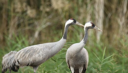 DeepSwap完全ガイド｜使い方・料金・安全性を徹底解説