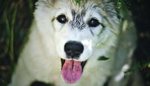 Geminiいらない？削除・無効化で快適に使うための完全ガイド【2025年版】