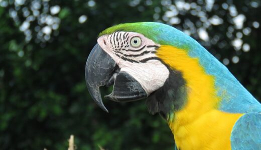 LoRAとは？生成AIを効率化する低ランク適応技術と最新活用法