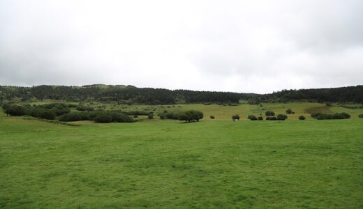 sql nvlでNULLを安全に処理！NVL2/COALESCE比較と実例集